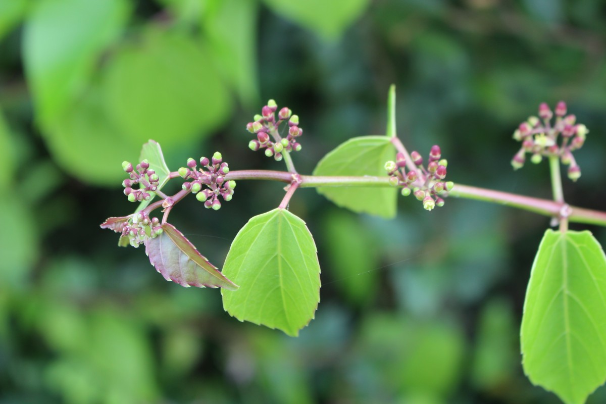 Cissus lonchiphylla Thwaites